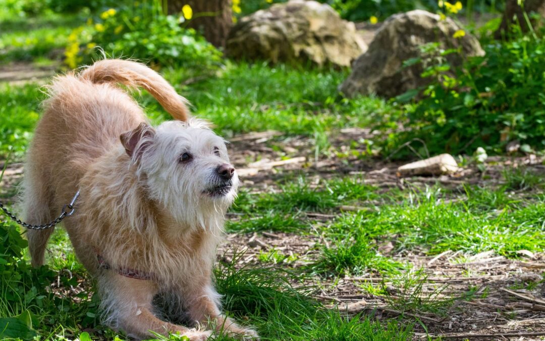 American Allanut dogs