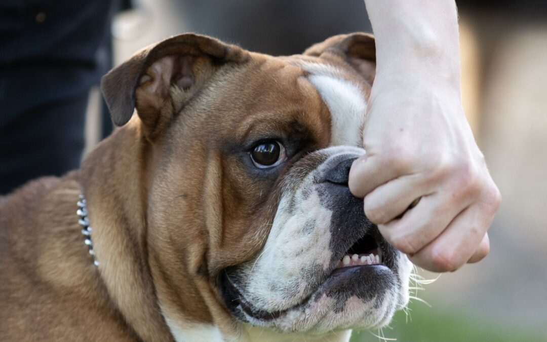 All American Pocket bully grooming