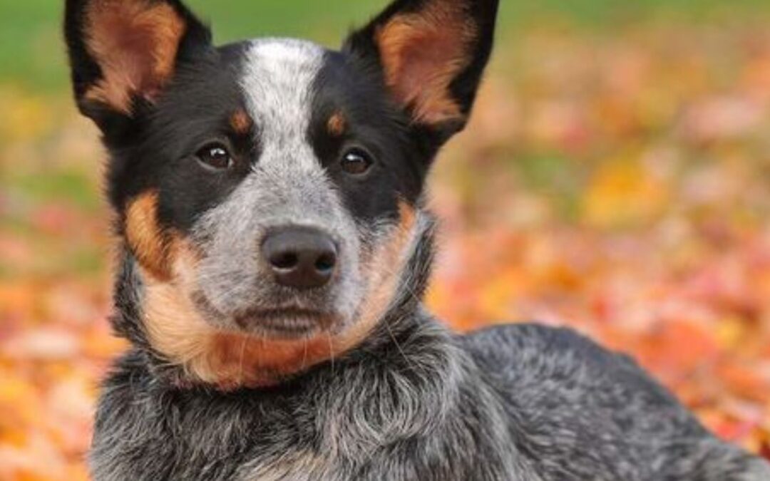 Australian Cattle Dog