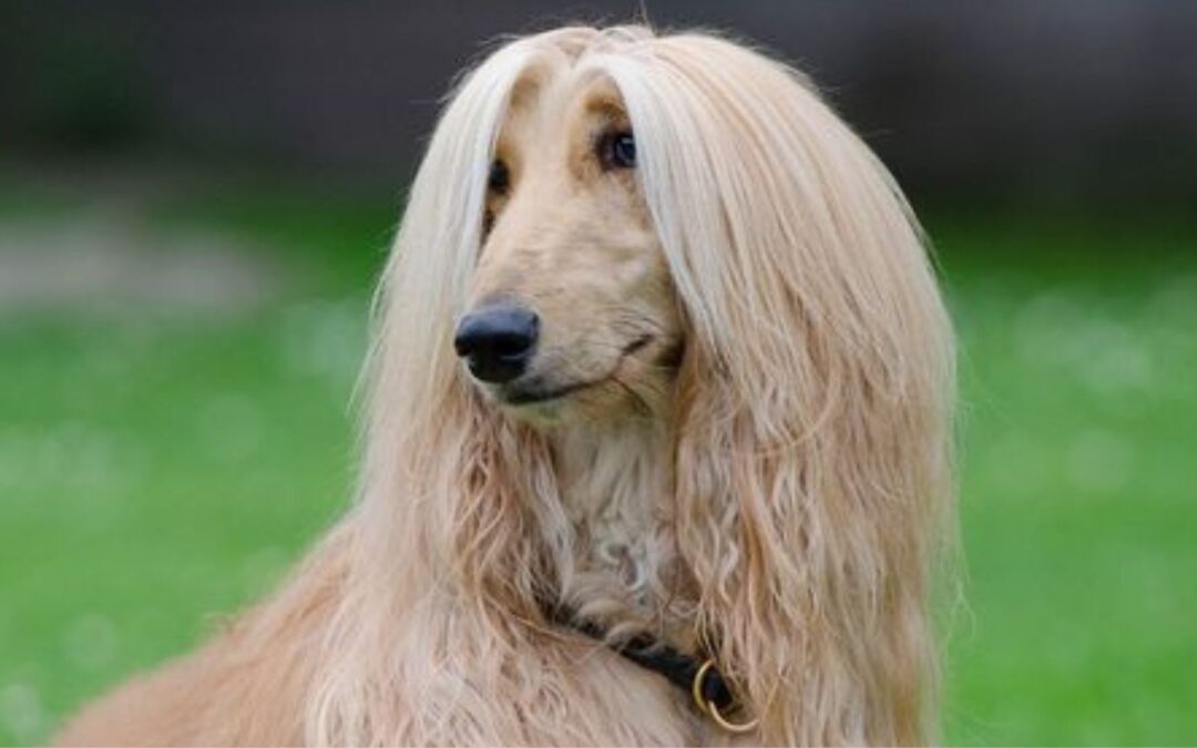 Afghan Hound Dog