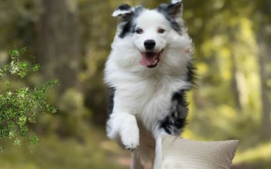 Australian Shepherd