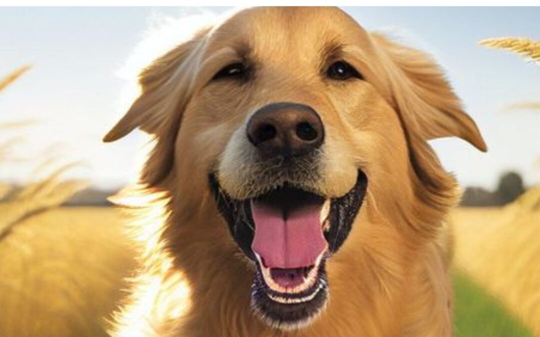 Golden Retriever