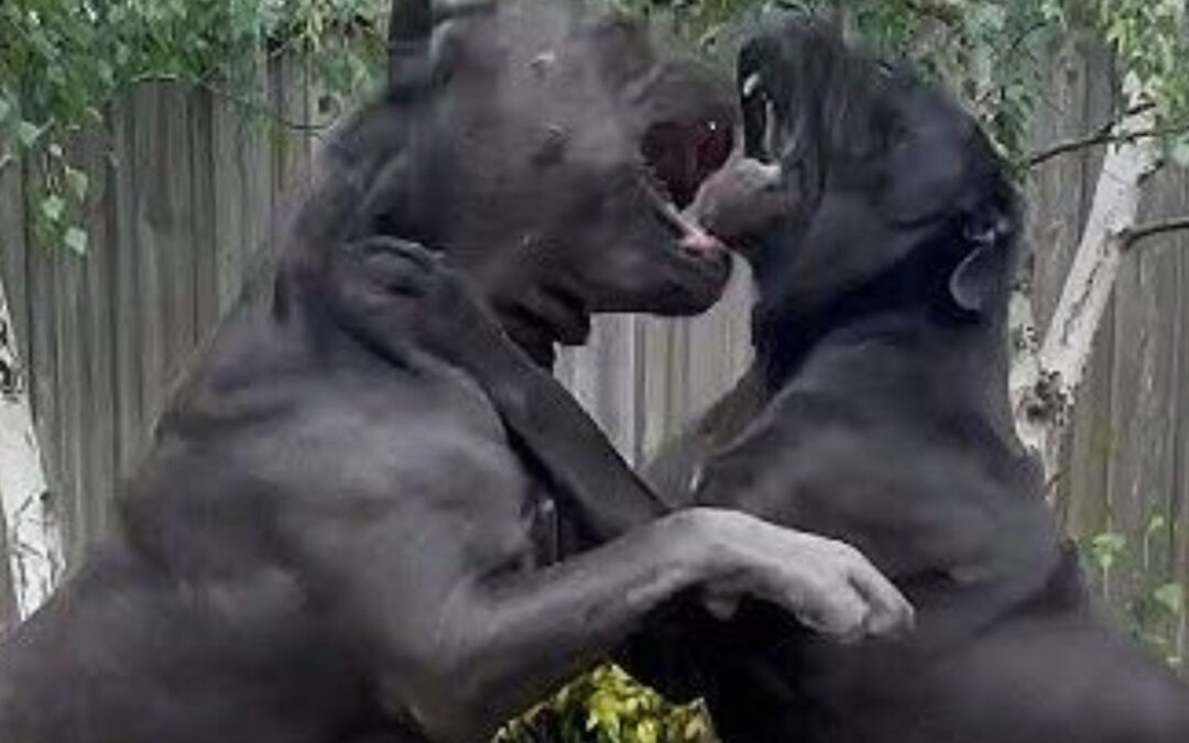 Cane Corso