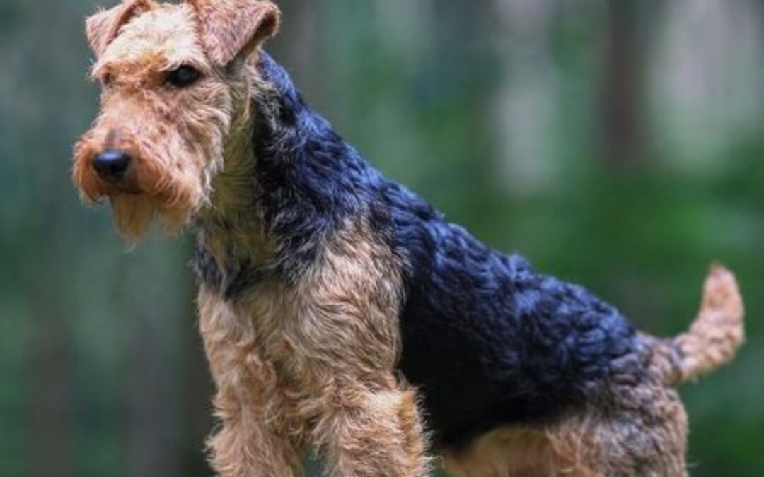 Airedale Terrier